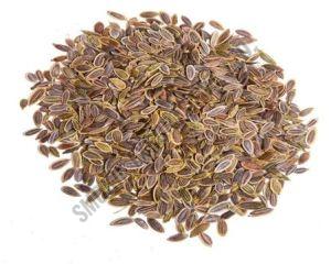 Dill Seeds