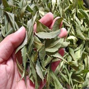 Dry Neem Leaves