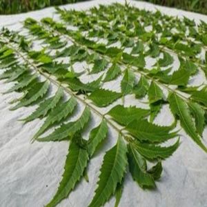 Dry Neem Leaves