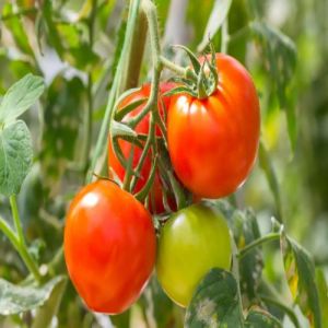 Red Fresh Tomato