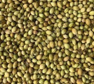 coriander seeds