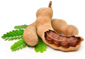 Fresh Tamarind Fruit