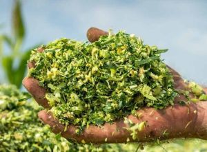 A Grade Fresh Corn Silage