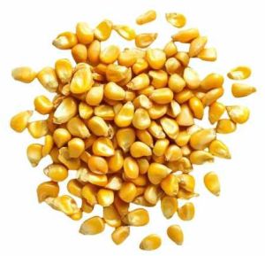 A Grae Yellow Corn Seed