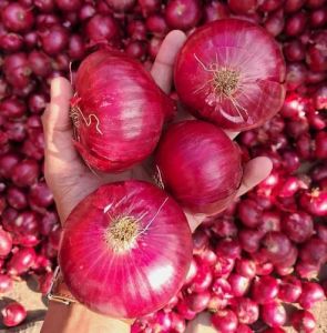 A Grade Fresh Red Onion