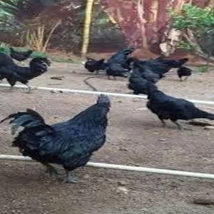 Black Kadaknath Live Chicken