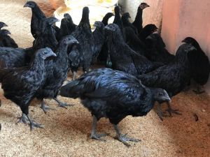Pure Black Kadaknath Live Chickens