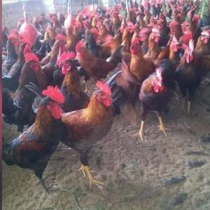 Pure Desi Live Chicken