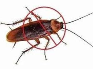 Cockroach Pest Control Services