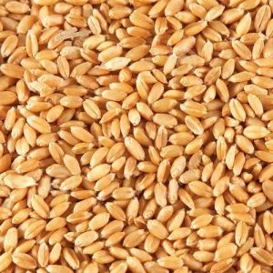 Natural Whole Wheat Seeds