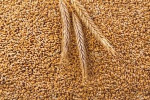 Whole Wheat Seed