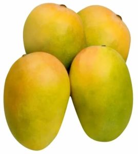 Fresh Kesar Mango