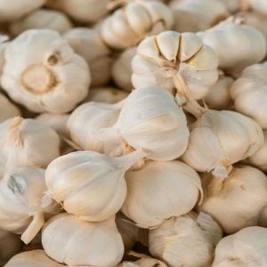 Premium Garlic Bulbs
