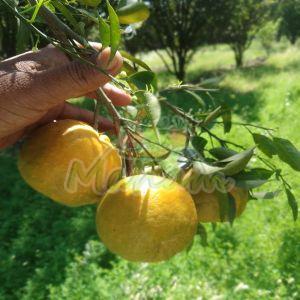 A Grade Fresh Orange