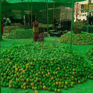 Fresh Green Orange