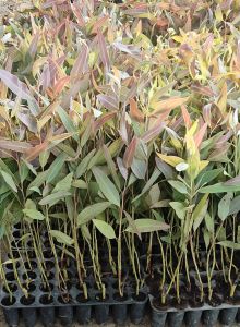 12 Inches Hybrid Eucalyptus Plants