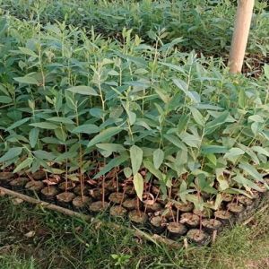 18 Inch Eucalyptus Hybrid Plant