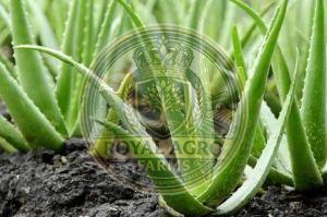 Aloe Vera Baby Plant
