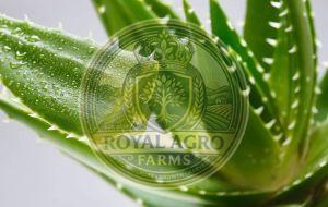 Fresh Aloevera Stem