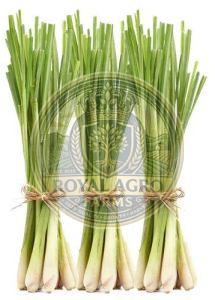 Organic Fresh Lemongrass