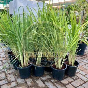 Lemongrass Baby Plant