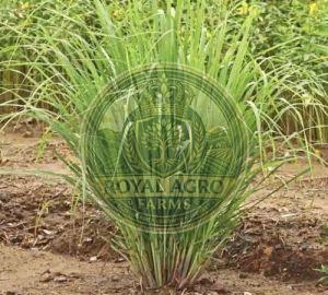 Lemongrass Baby Plant