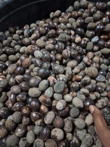 Nutmeg Seeds