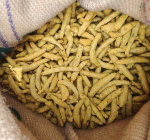 turmeric finger