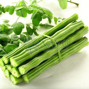 A Grade Green Fresh Moringa Drumstick
