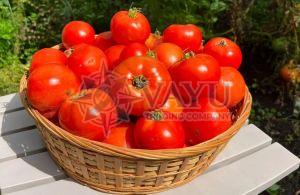 A Grade Fresh Tomato