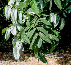Red African Mahogany Green Leaves