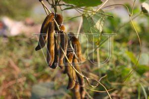 Kapikacchu Seeds TBC