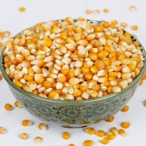 Natural Yellow Maize Seed
