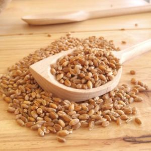 Whole Wheat Grain