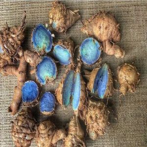 Fresh Black Turmeric Bulbs