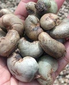 Raw Cashew Nut