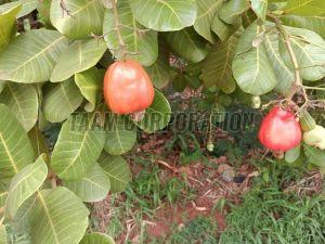 Raw Cashew Nut