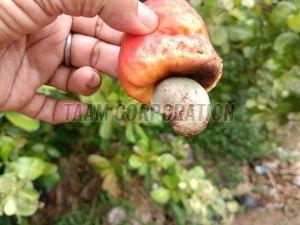 Raw Cashew Nut