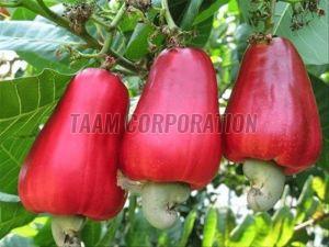 Raw Cashew Nut