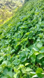 Well Watered Red Strawberry Fruit Plant