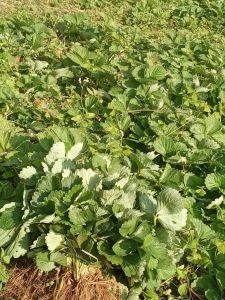 Well Watered Red Strawberry Fruit Plant