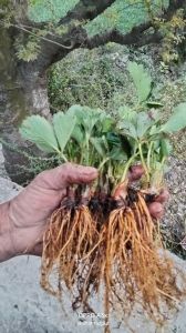 Well Watered Red Strawberry Fruit Plant