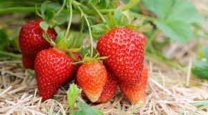 Well Watered Red Strawberry Fruit Plant