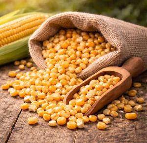 A Grade Dry Yellow Corn