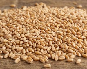 Natural Wheat Seeds
