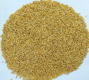 Natural Foxtail Millet Seeds