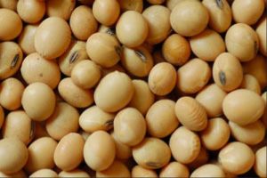 Guar Gum Seed