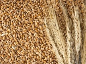 Natural Whole Wheat Seed