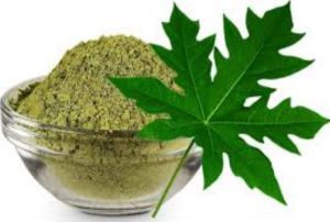 Papaya Leaf Powder