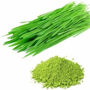 Wheat Grass Powder